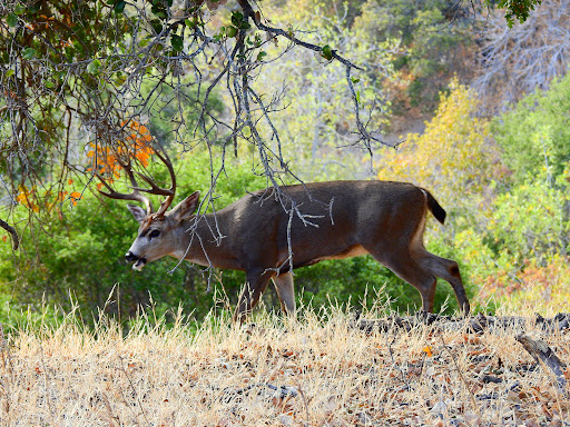 Nature Preserve «Rancho San Antonio Open Space Preserve», reviews and photos, 22500 Cristo Rey Dr, Cupertino, CA 95014, USA