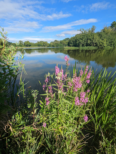 Nature Preserve «Bode Lake», reviews and photos, Bode Rd, Streamwood, IL 60107, USA