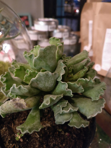 Florist «Snapdragon Flowers and Gifts», reviews and photos, 5015 Baltimore Ave, Philadelphia, PA 19143, USA