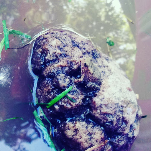 Pet Supply Store «PetSmart», reviews and photos, 5801 Belleville Crossing St, Belleville, IL 62226, USA