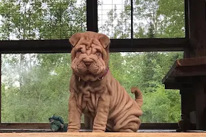 Beauté Santé Sur Pattes image