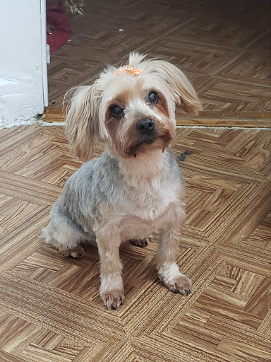 Pet Store «Cross Bronx Pet Shop», reviews and photos, 2064 Cross Bronx Expy, Bronx, NY 10472, USA