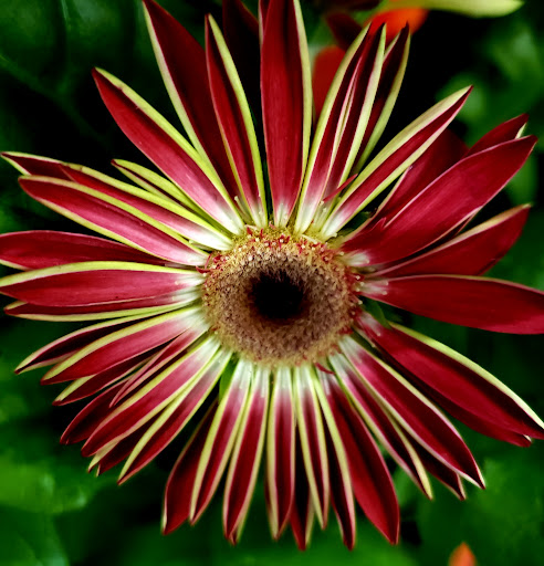 Supermarket «King Kullen», reviews and photos, 127 Sunrise Hwy, Rockville Centre, NY 11570, USA