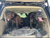 Heart Strings Petsitting - Photo 3 - Car repair in , Bellevue