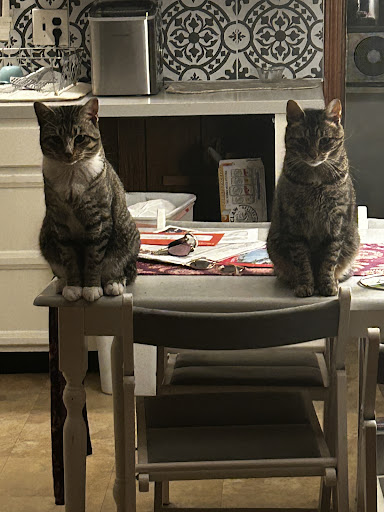 Killingworth Animal Hospital image