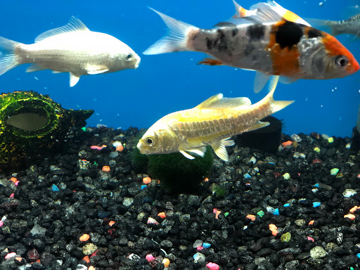 Pet Store «Pet Nation Llc», reviews and photos, 1898 Andorra St, Navarre, FL 32566, USA