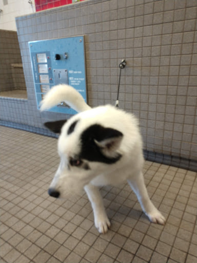 Pet Supply Store «Pet Food Express», reviews and photos, 912 Diablo Ave, Novato, CA 94947, USA