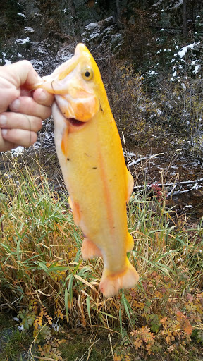 Fishing Lake «Mount Evans Trout Fishing LLC», reviews and photos, 4121 Chicago Creek Rd, Idaho Springs, CO 80452, USA