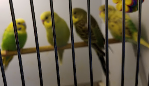 Pet Supply Store «Pet Supplies Plus», reviews and photos, 1240 Seminole Trail, Charlottesville, VA 22901, USA