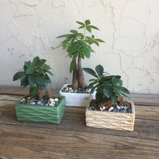 Wholesale Florist «Urban Jungle», reviews and photos, 2603 Sherman Ave NW, Washington, DC 20001, USA