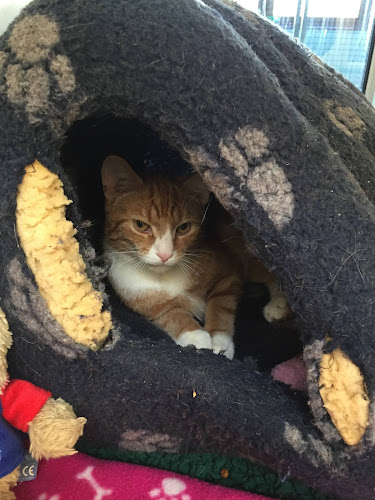 Comments and reviews of Cats Protection Glasgow Adoption Centre
