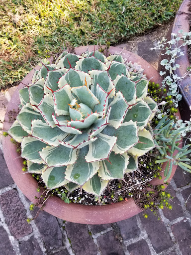 Botanical Garden «Brookgreen Gardens», reviews and photos, 1931 Brookgreen Garden Dr, Murrells Inlet, SC 29576, USA