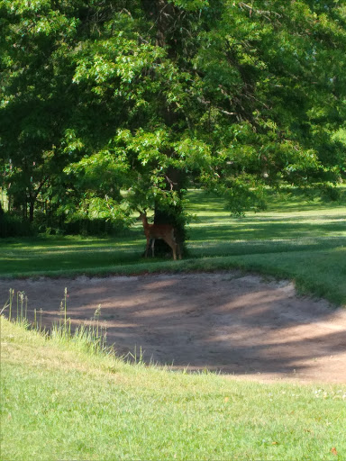 Golf Course «Christopher Morley Park Golf», reviews and photos, 500 Searingtown Rd, Roslyn, NY 11576, USA