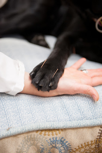 Four Paws Veterinary Holistic Service