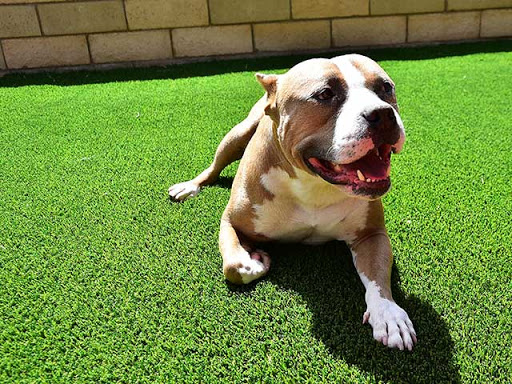 Elite Artificial Grass image