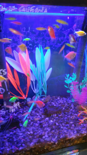Aquarium Shop «Sea Splendor Aquarium», reviews and photos, 1650 N Texas St, Fairfield, CA 94533, USA