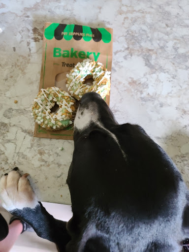 Pet Supply Store «Pet Supplies Plus», reviews and photos, 175 Memorial Ave, West Springfield, MA 01089, USA