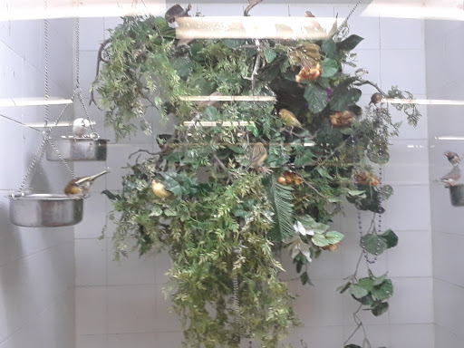 Bird Shop «Arizona Bird Store», reviews and photos, 565 S Dobson Rd, Mesa, AZ 85202, USA