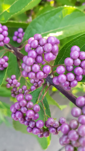 Tourist Attraction «Wetlands overlook park», reviews and photos, 4020 11th St, North Beach, MD 20714, USA