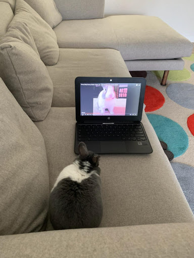 Pet Supply Store «Concord Feed Pet & Livestock Supplies», reviews and photos, 228 Hookston Rd, Pleasant Hill, CA 94523, USA