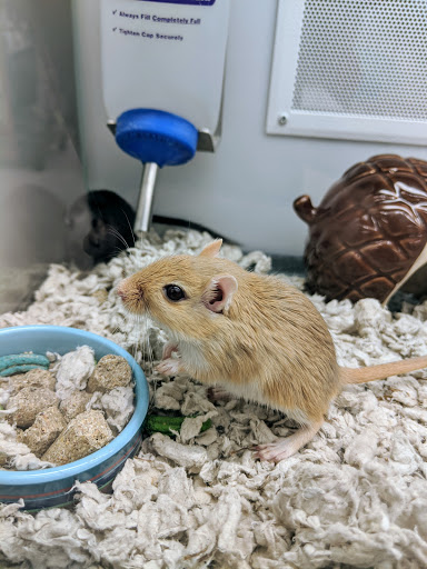 Pet Supply Store «Petco Animal Supplies», reviews and photos, 9230 Old Keene Mill Rd b, Burke, VA 22015, USA