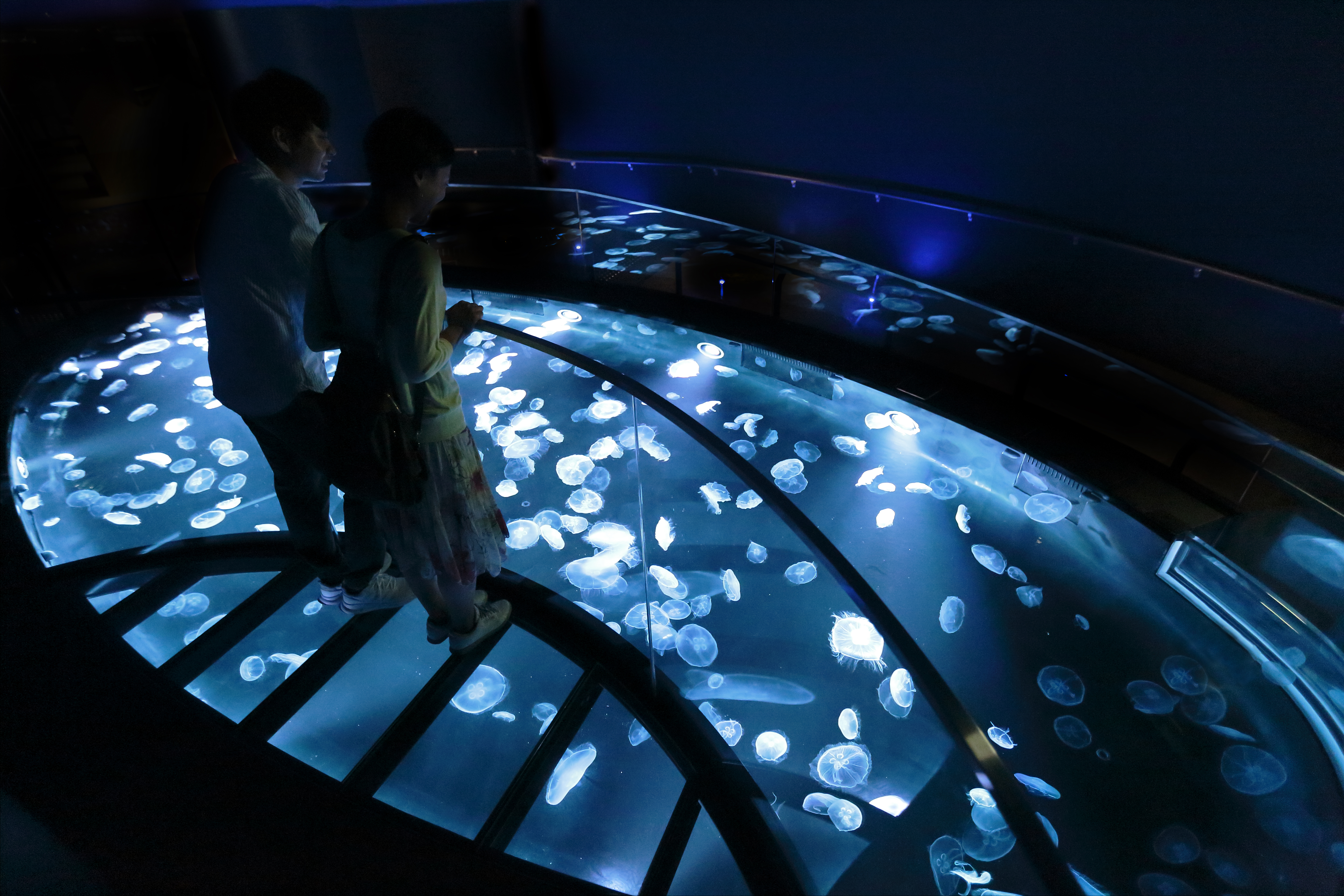 Picture of a place: Sumida Aquarium