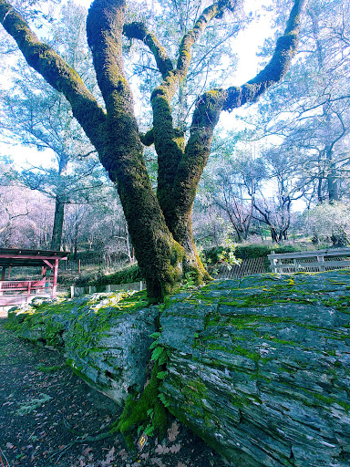 National Forest «Petrified Forest», reviews and photos