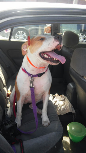 Pet Supply Store «PetSmart», reviews and photos, 2920 Little Rd, Trinity, FL 34655, USA