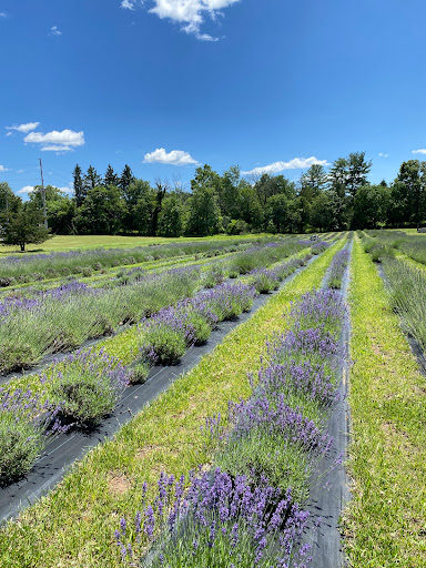 Gift Shop «Hidden Spring Lavender Farm and Gift Shoppe», reviews and photos, 890 Belle Mead-Blawenburg Rd, Skillman, NJ 08558, USA