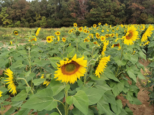 Golf Course «Tamarack Golf Course», reviews and photos, 97 Hardenburg Ln, East Brunswick, NJ 08816, USA