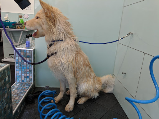 Pet Supply Store «Village Pets & Supplies», reviews and photos, 1036 Hyde St, San Francisco, CA 94109, USA