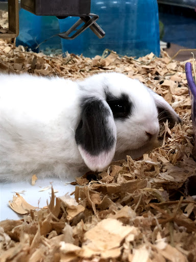 Pet Supply Store «Pet Supermarket», reviews and photos, 1080 Alafaya Trail, Oviedo, FL 32765, USA