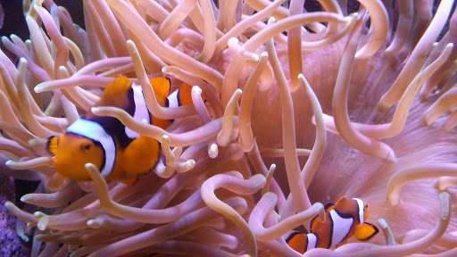 Pet Store «The Aquarium & Fish Store», reviews and photos, 710 W Lumsden Rd, Brandon, FL 33511, USA