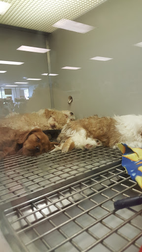 Pet Store «Friendly Pets», reviews and photos, 625 Friendly Center Rd, Greensboro, NC 27408, USA