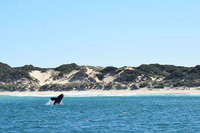 All Sea Charters Whale Watching Busselton