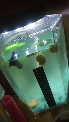 Pet Store «Slither & Swim», reviews and photos, 38 Saw Mill Rd # 16, West Haven, CT 06516, USA