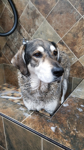 Pet Supply Store «Pet Valu Pet Store», reviews and photos, 2702 Smithville Rd, Dayton, OH 45420, USA