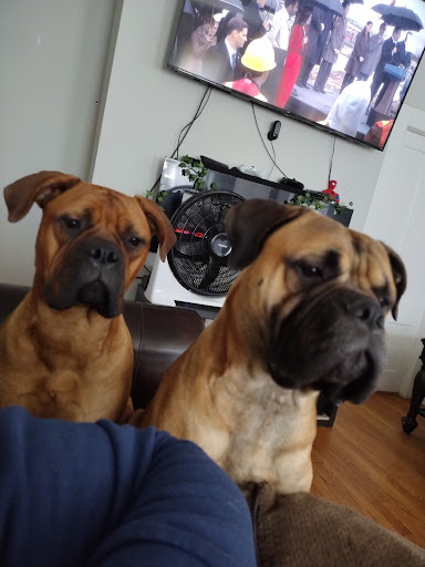 Pet Supply Store «Petco Animal Supplies», reviews and photos, 188 Kitts Ln, Newington, CT 06111, USA