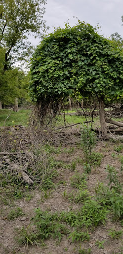 Nature Preserve «Schiller Woods East», reviews and photos, W Irving Park Rd, Chicago, IL 60634, USA