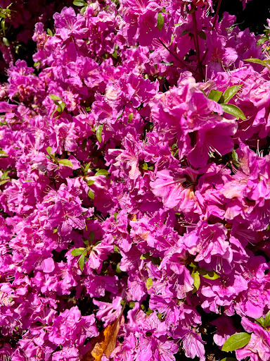 Historical Landmark «Helen Keller Birth Place», reviews and photos, 300 N Commons St W, Tuscumbia, AL 35674, USA