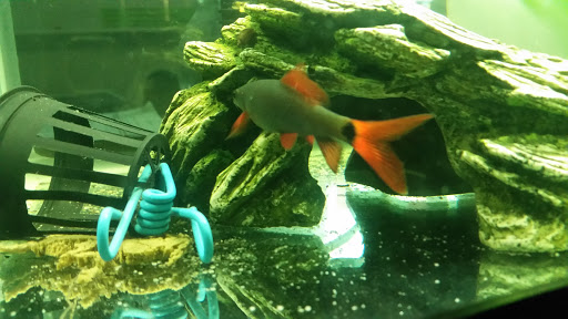 Pet Store «Animal Pet Shop Corporation», reviews and photos, 10843 SW 40th St, Miami, FL 33165, USA