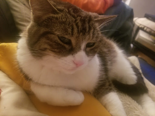 Pet Supply Store «Sprocket & Stone», reviews and photos, 1013 E 53rd St, Chicago, IL 60615, USA