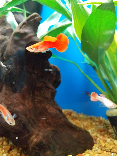 Pet Supply Store «Petco Animal Supplies», reviews and photos, 7215 170th Ave NE #115, Redmond, WA 98052, USA