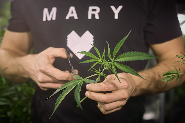 Mary AG, CBD Cannabis Online Shop - Geschäft