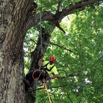 Arboria arboriculture-maître Grimpeur