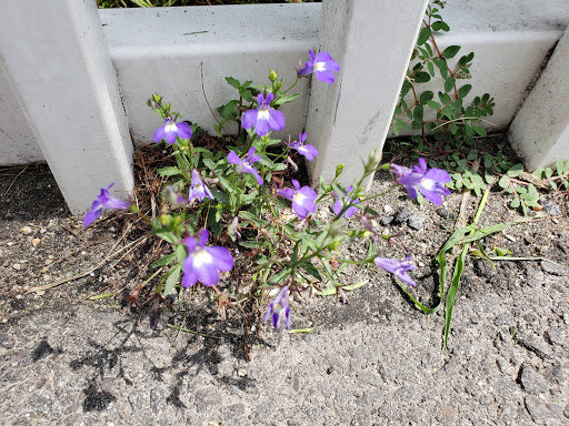 Park «Shedd Park», reviews and photos, 453 Rogers St, Lowell, MA 01852, USA