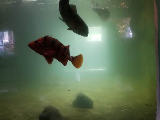 Aquarium «Westport Aquarium», reviews and photos, 321 Harbor Ave, Westport, WA 98595, USA