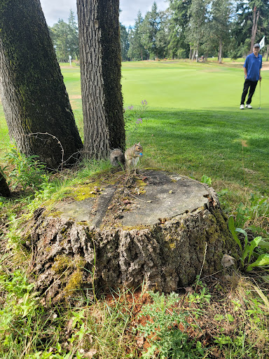 Golf Club «The Classic Golf Club», reviews and photos, 4908 208th St E, Spanaway, WA 98387, USA