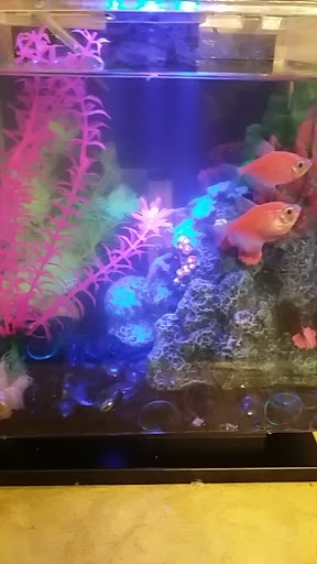 Pet Supply Store «Pet Supplies Plus», reviews and photos, 1773 Berlin Turnpike, Wethersfield, CT 06109, USA