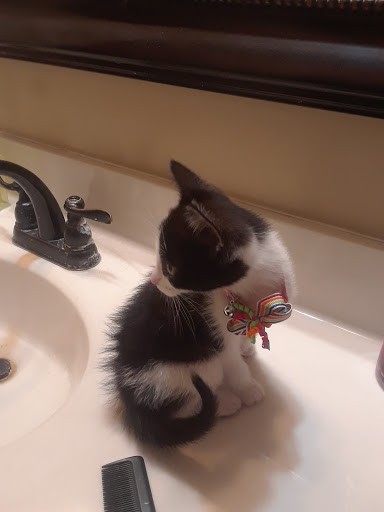 Pet Store «Pet Depot», reviews and photos, 22069 US-72 i, Athens, AL 35613, USA